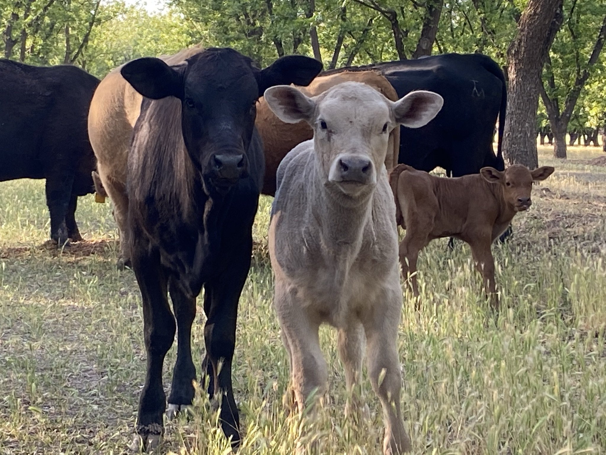 Two cows, one black and one white, stand in a grassy field with trees in the background. A brown calf is visible behind them, showcasing a typical farm scene.