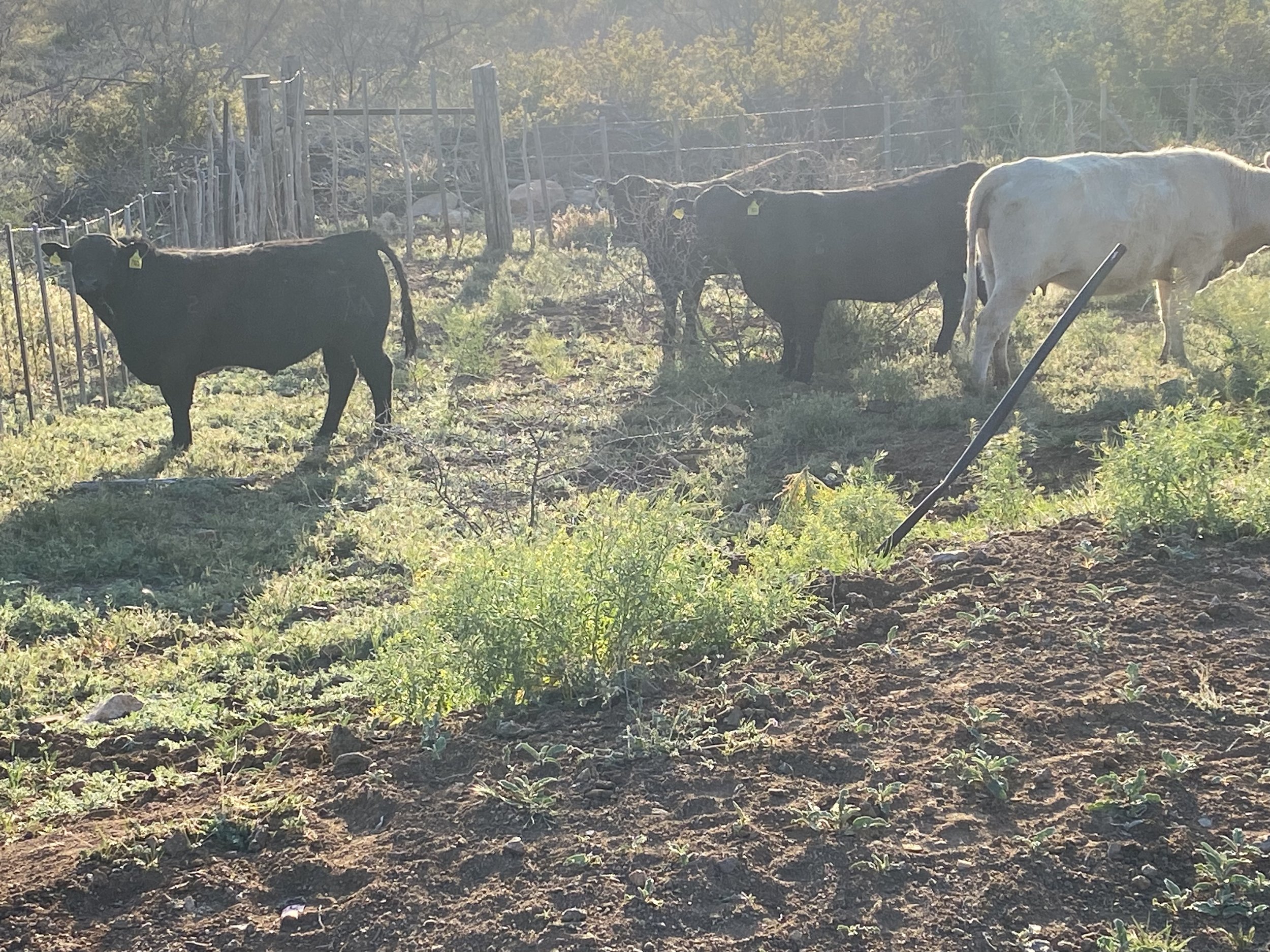 Cattle grazing in a sunlit pasture with a wooden fence in the background, showcasing a mix of black and white cows. The scene captures the rural landscape and the natural habitat of livestock.